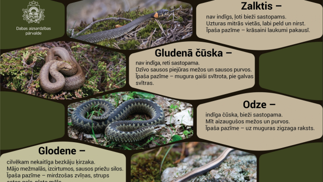 Zalktis