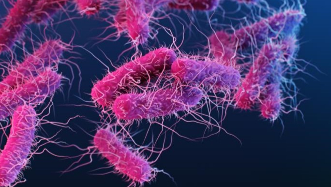 E.coli baktērija