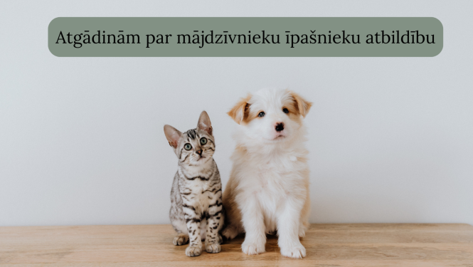 bilde