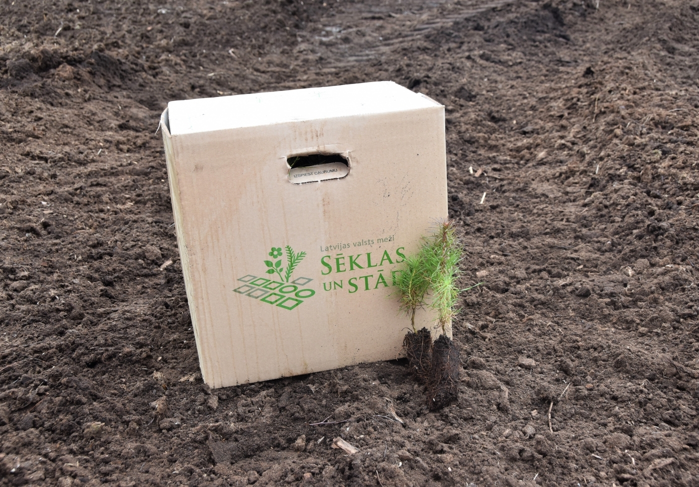 Kaigu kūdras purvā “Laflora” paplašina priežu plantācijas un organizē zināšanu pārneses semināru mežsaimniekiem