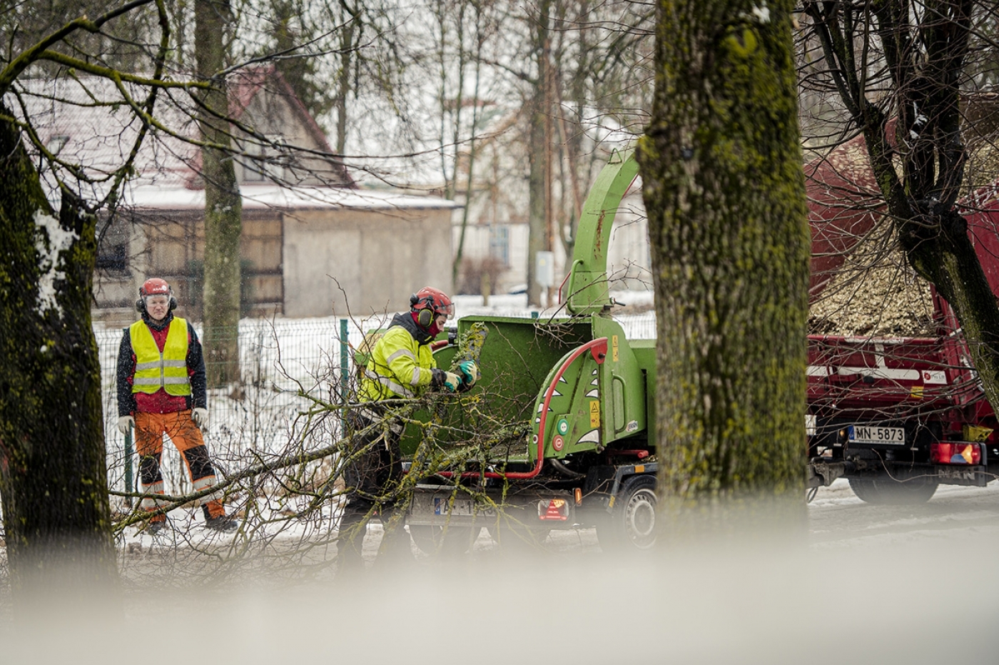 Elejā pie Jelgavas šosejas sakopj aizsargājamo koku aleju