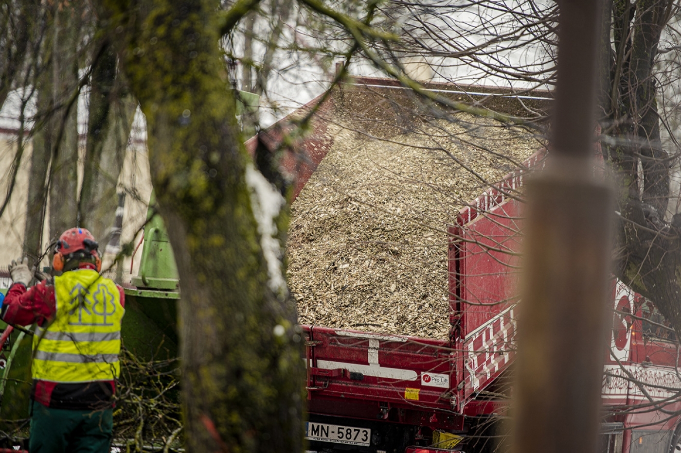 Elejā pie Jelgavas šosejas sakopj aizsargājamo koku aleju