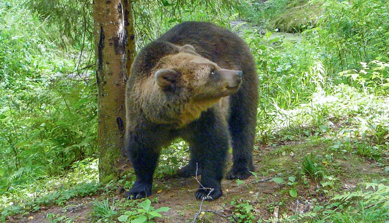 Foto