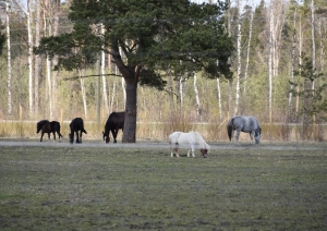 GODINĀTI NOVADA UZŅĒMĒJI