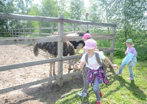 attels2