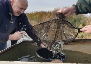 16000 zandartu mazuļi ielaisti upē