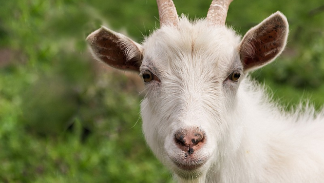 Vircava_puķ_peldkostīms