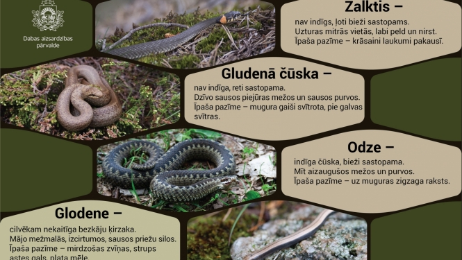 Zalktis
