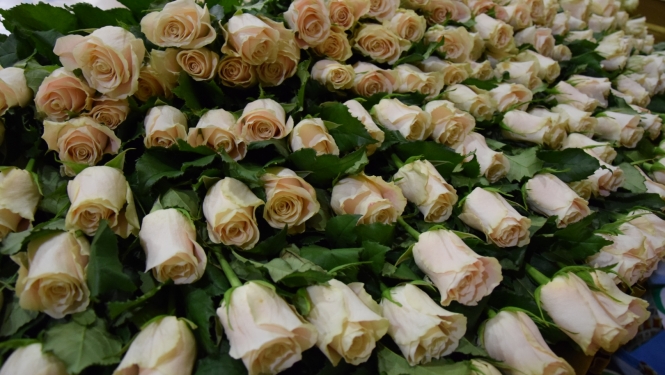 Staļģenes vidusskolas Karoga svētki 2023