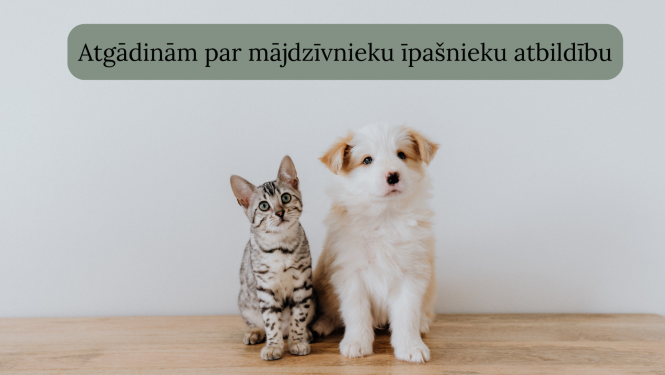 bilde