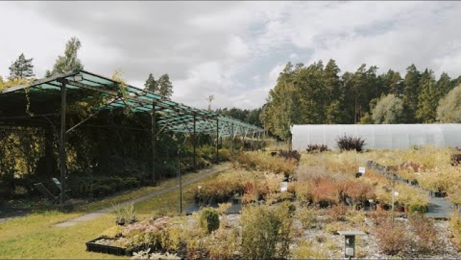 Konkursa “Jelgavas novada Uzņēmēju gada balva 2021” laureāts - stādaudzētava “Dimzas”