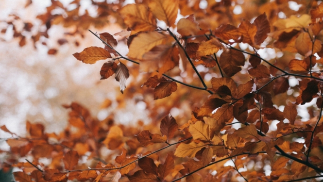 Lai atbrīvotos no lapām, aicinājums - kompostēt vai vest uz "Brakšķiem"