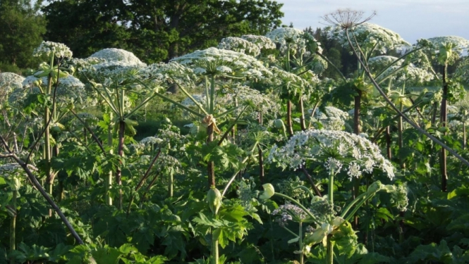 Kā cīnīties ar Sosnovska latvāņiem? Labās prakses piemēri.