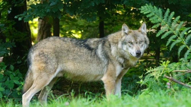 Aicina ziņot par vilku uzbrukumiem mājlopiem