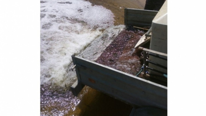 Lielupē pie Staļģenes tilta ielaisti 35 000 līdaku mazuļu