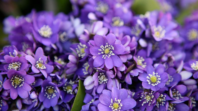 Jēkabnieki_pavasara