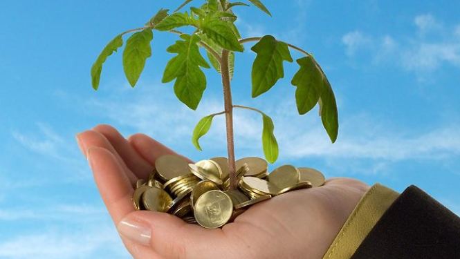 Lielvircava_Danskovīte