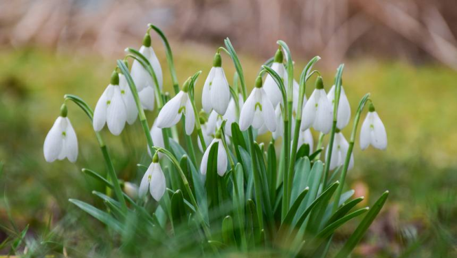 Lielvircava_balle_Krūmiņš