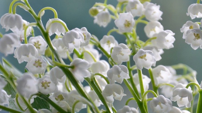 Ozolnieki_tirdziņš