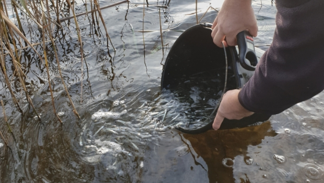 16000 zandartu mazuļi ielaisti upē