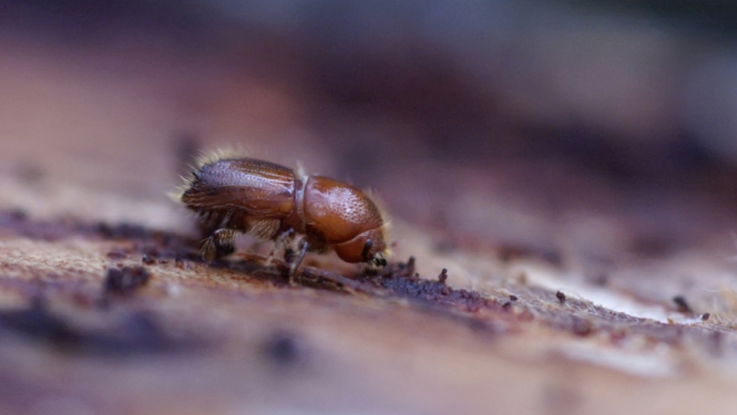 Egļu astoņzobu mizgrauzis turpina apdraudēt egļu audzes