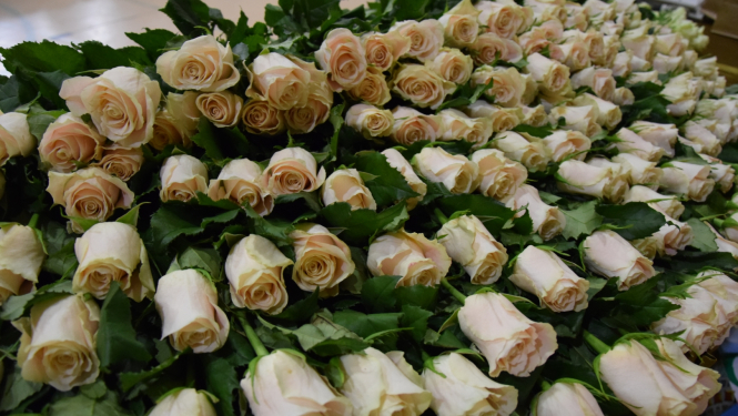 Staļģenes vidusskolas Karoga svētki 2023