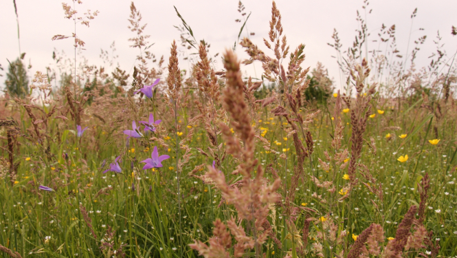 jāņu zāli meklējot