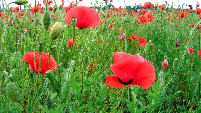 Staļgene_ielīgošana