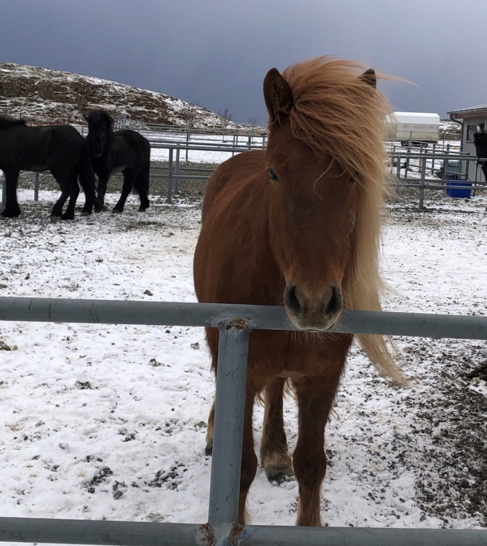 Aizupes pamatskolas izglītojamie piedalās starptautiskā mācību nedēļā Islandē