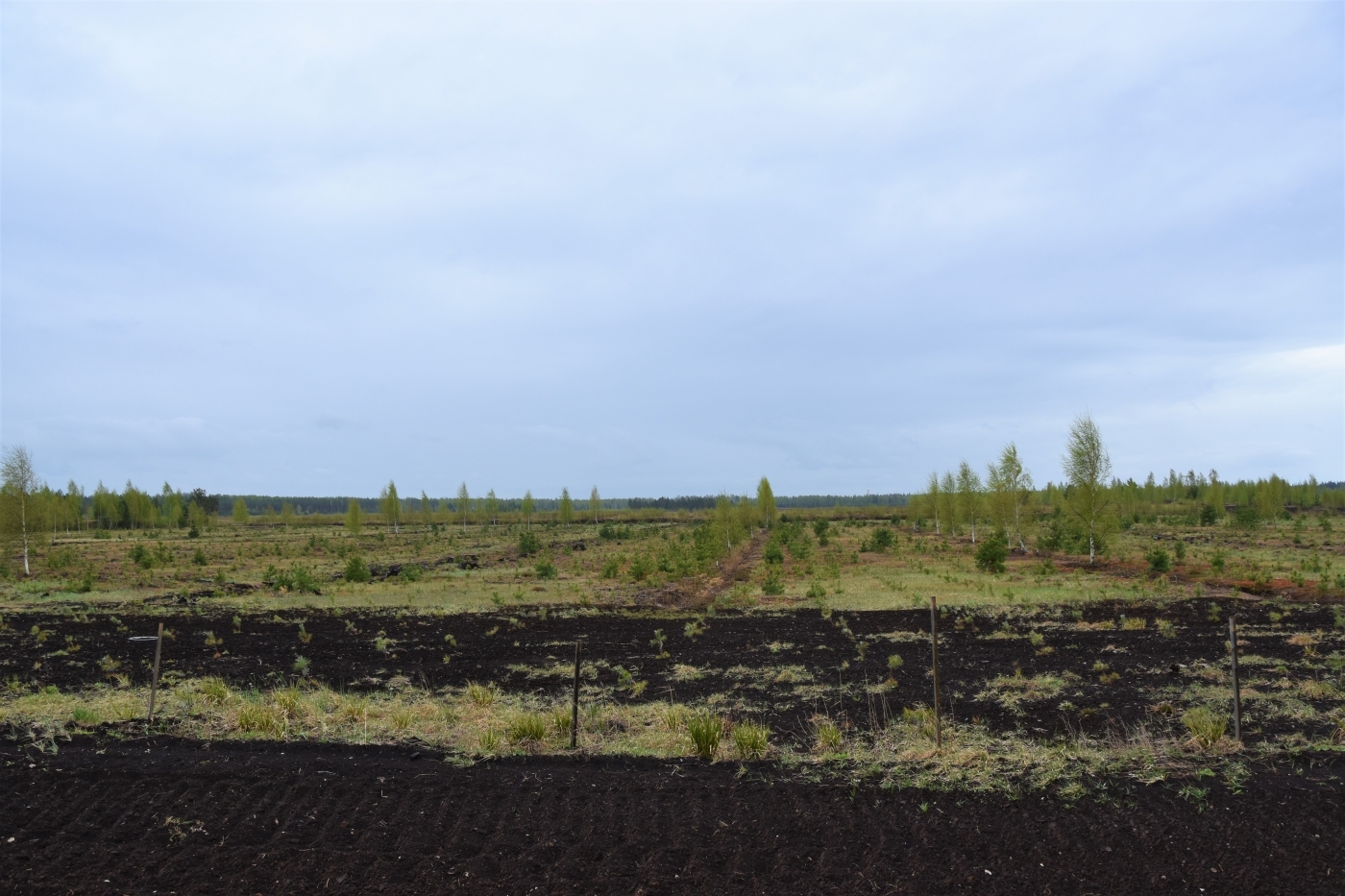 Kaigu kūdras purvā “Laflora” paplašina priežu plantācijas un organizē zināšanu pārneses semināru mežsaimniekiem