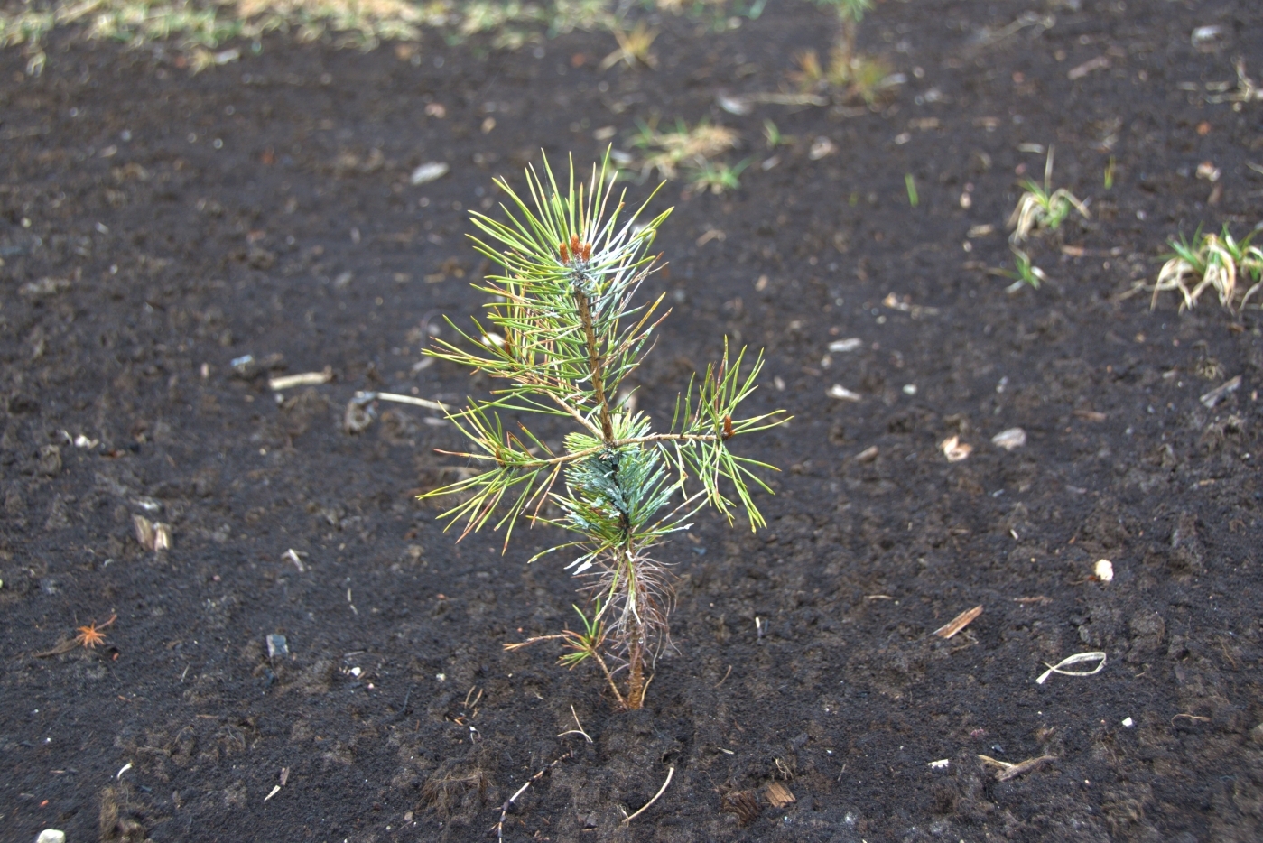 Kaigu kūdras purvā “Laflora” paplašina priežu plantācijas un organizē zināšanu pārneses semināru mežsaimniekiem