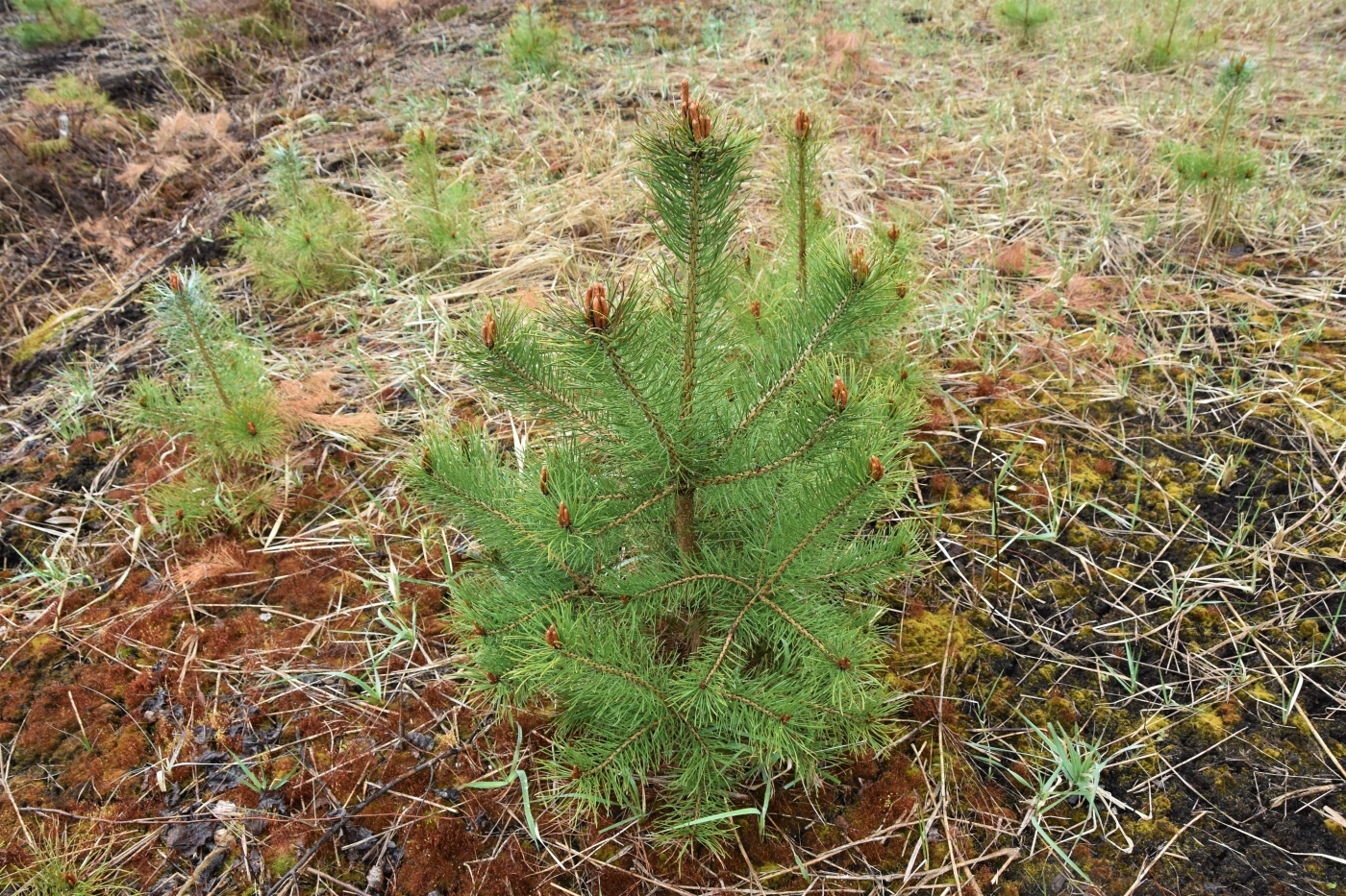 Kaigu kūdras purvā “Laflora” paplašina priežu plantācijas un organizē zināšanu pārneses semināru mežsaimniekiem