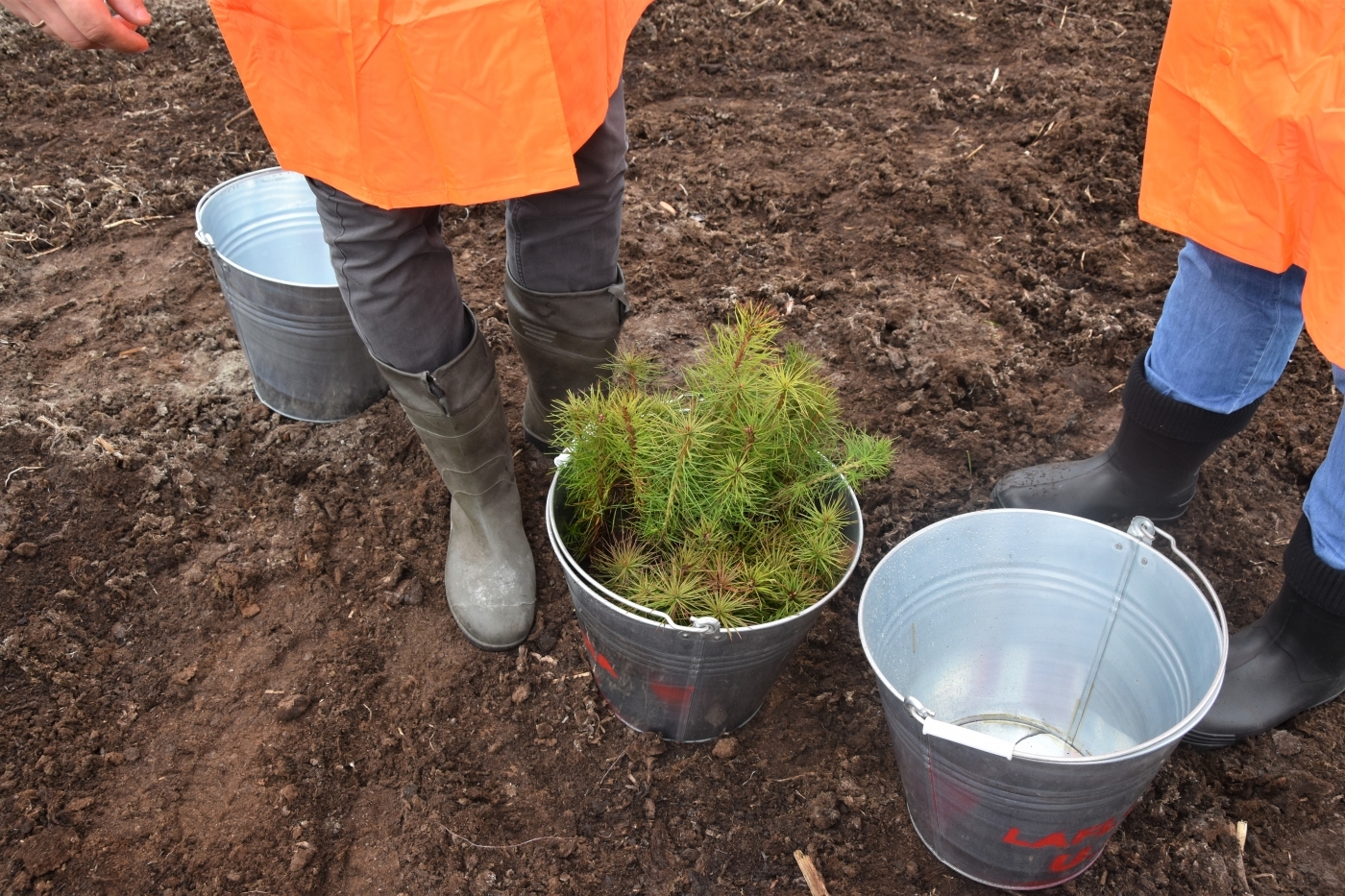 Kaigu kūdras purvā “Laflora” paplašina priežu plantācijas un organizē zināšanu pārneses semināru mežsaimniekiem