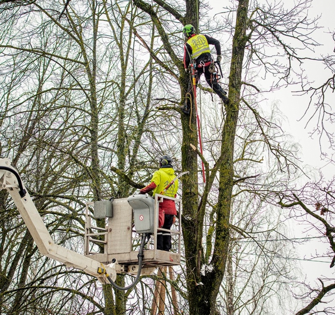 Elejā pie Jelgavas šosejas sakopj aizsargājamo koku aleju