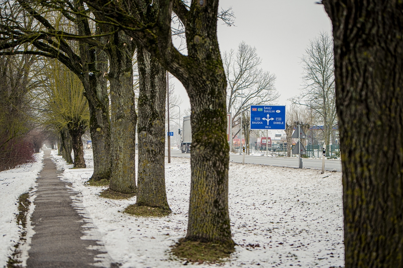 Elejā pie Jelgavas šosejas sakopj aizsargājamo koku aleju