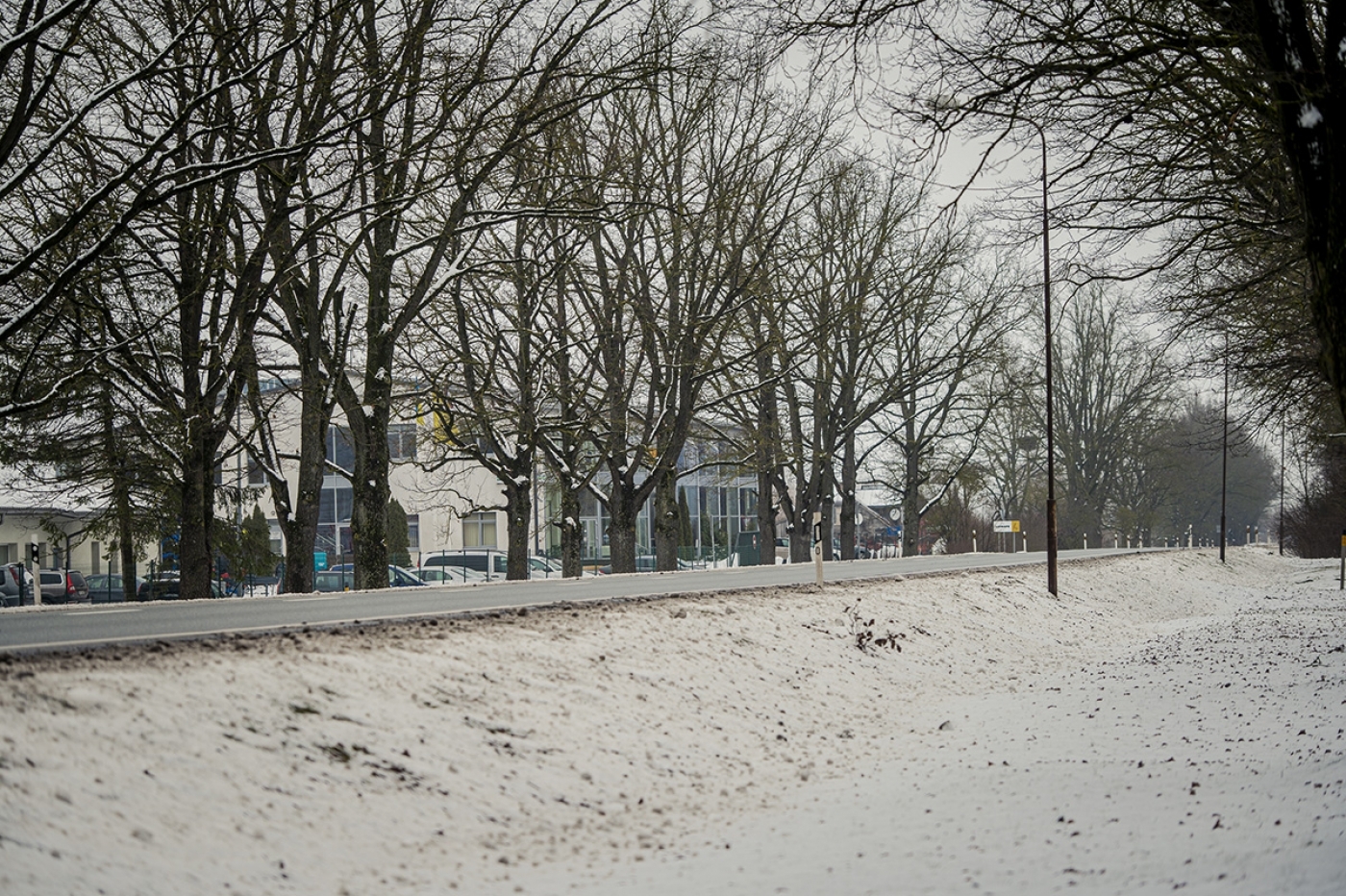 Elejā pie Jelgavas šosejas sakopj aizsargājamo koku aleju