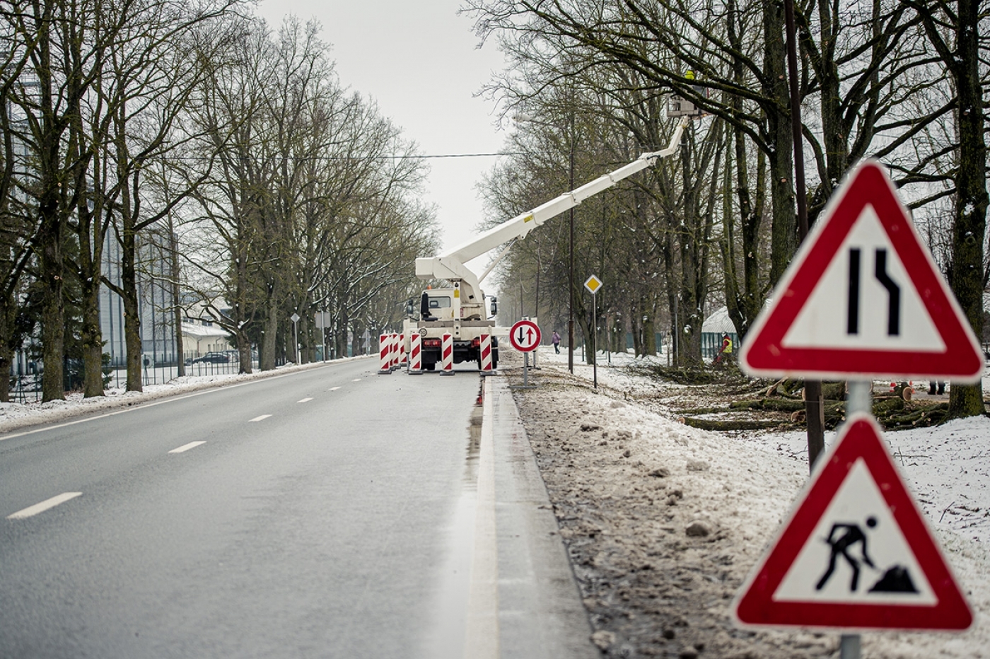 Elejā pie Jelgavas šosejas sakopj aizsargājamo koku aleju