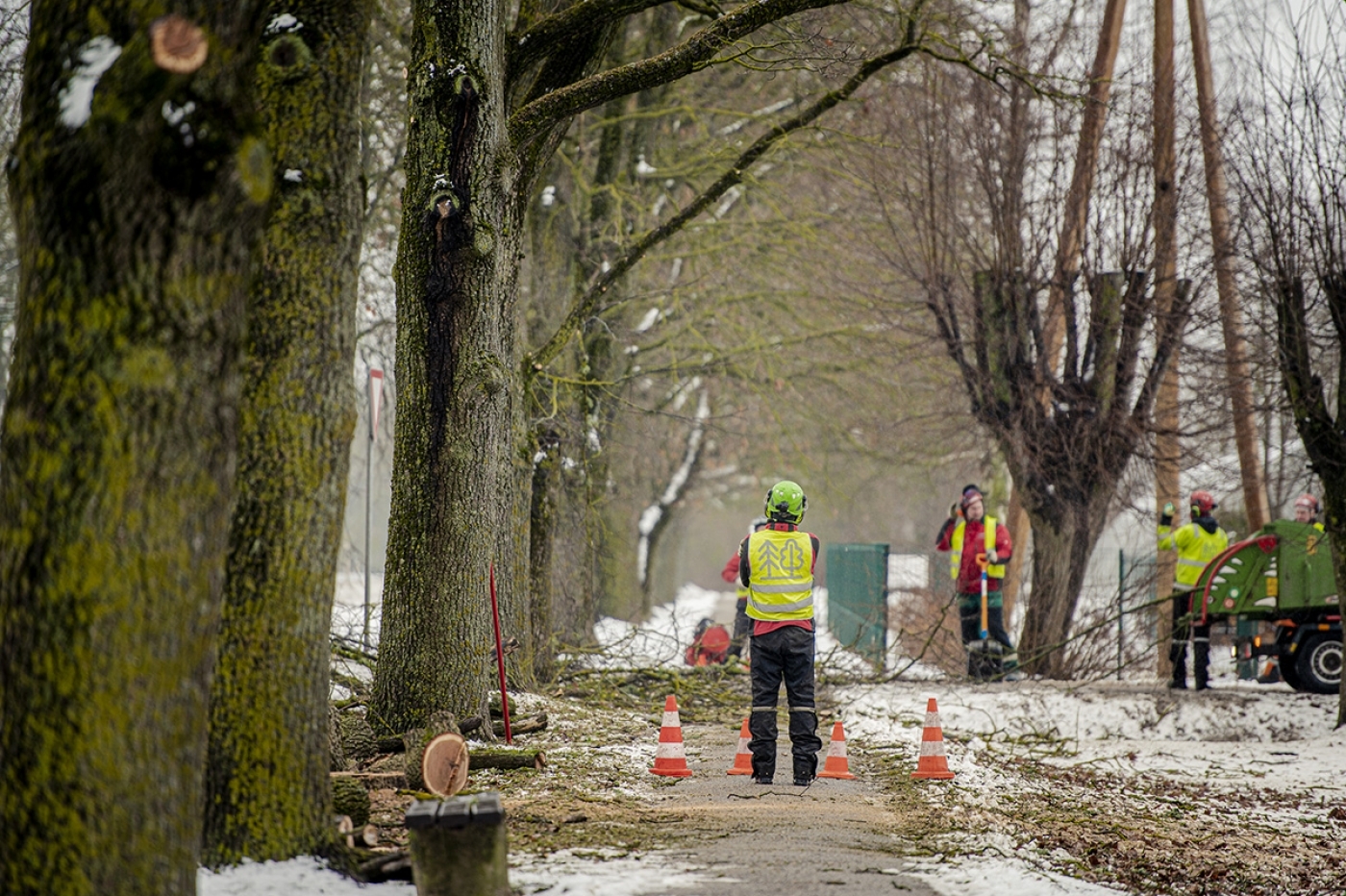 Elejā pie Jelgavas šosejas sakopj aizsargājamo koku aleju