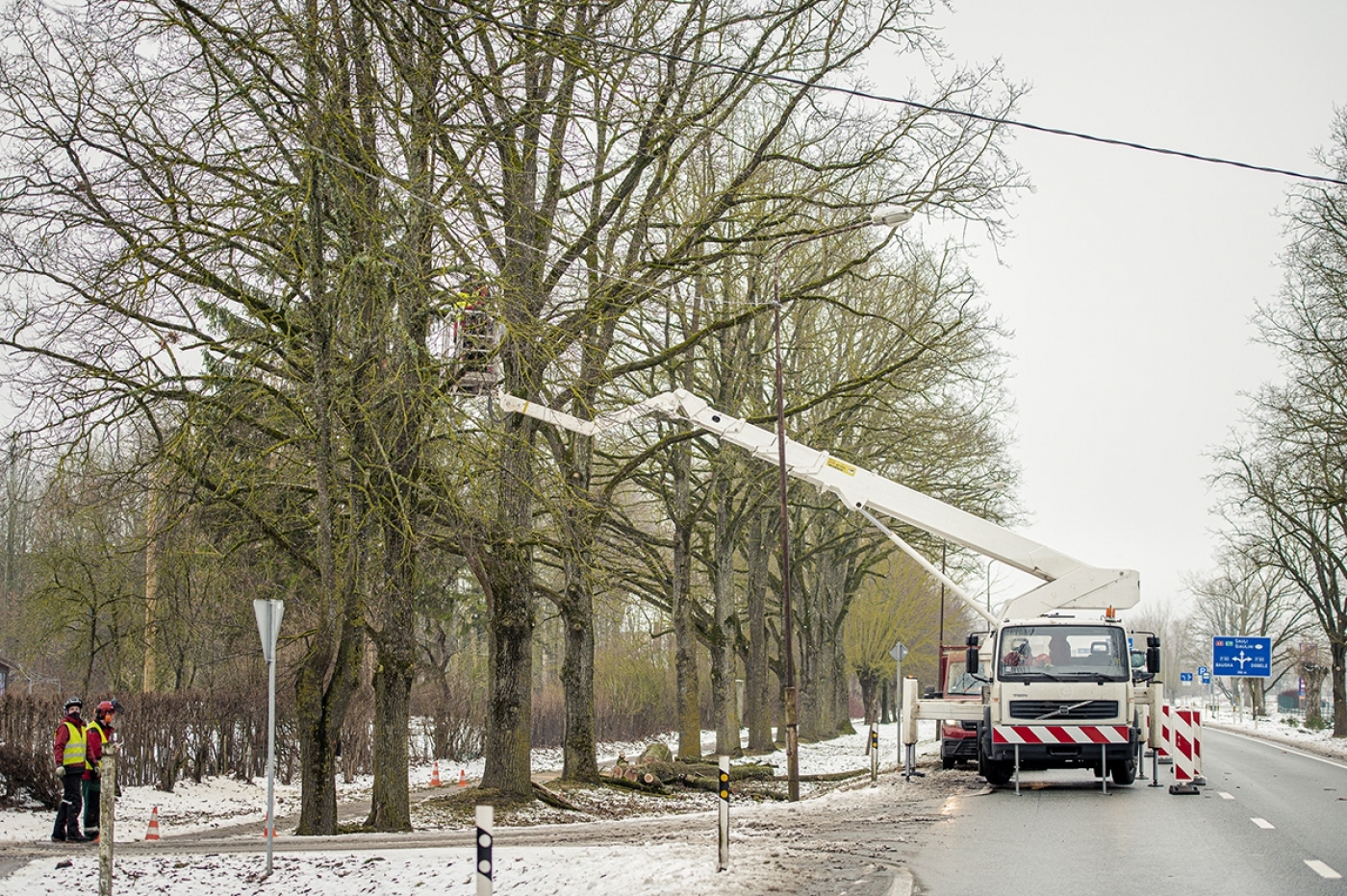 Elejā pie Jelgavas šosejas sakopj aizsargājamo koku aleju