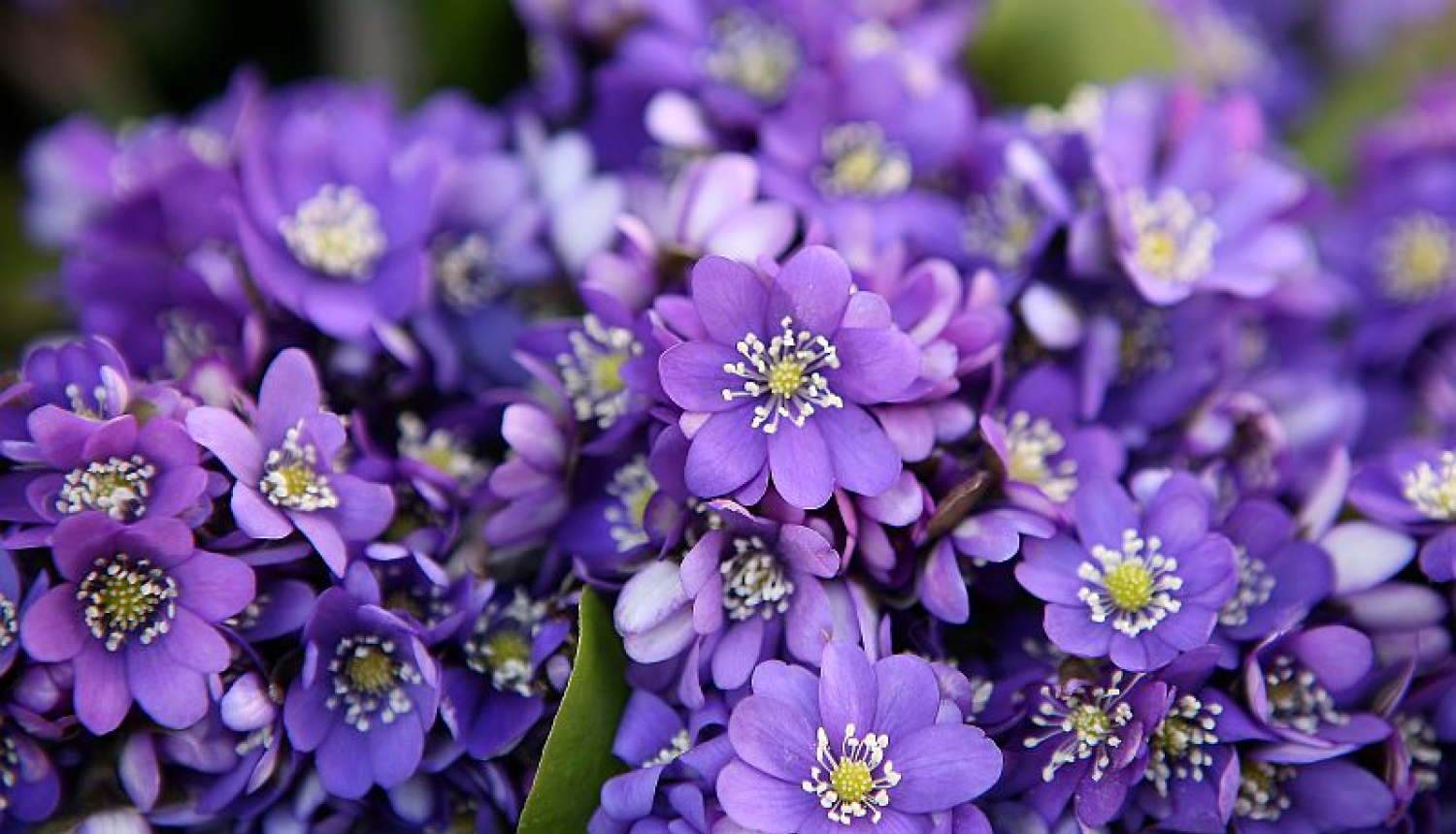 Jēkabnieki_pavasara