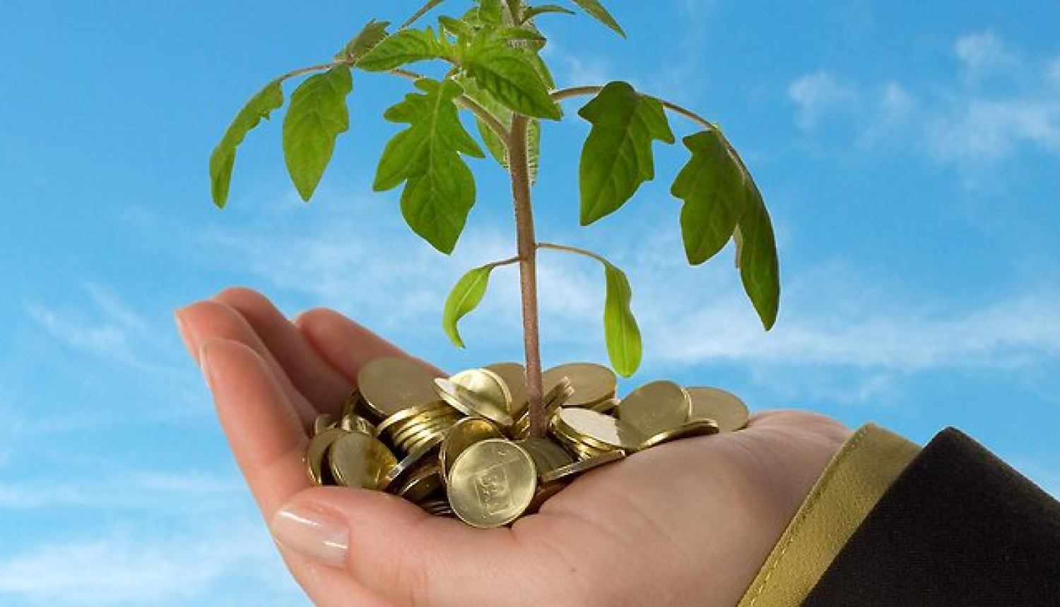 Lielvircava_Danskovīte