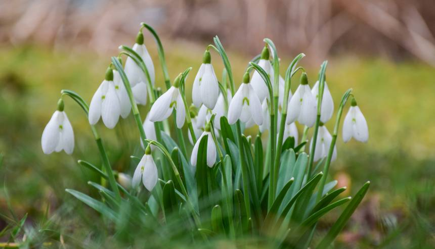 Lielvircava_balle_Krūmiņš