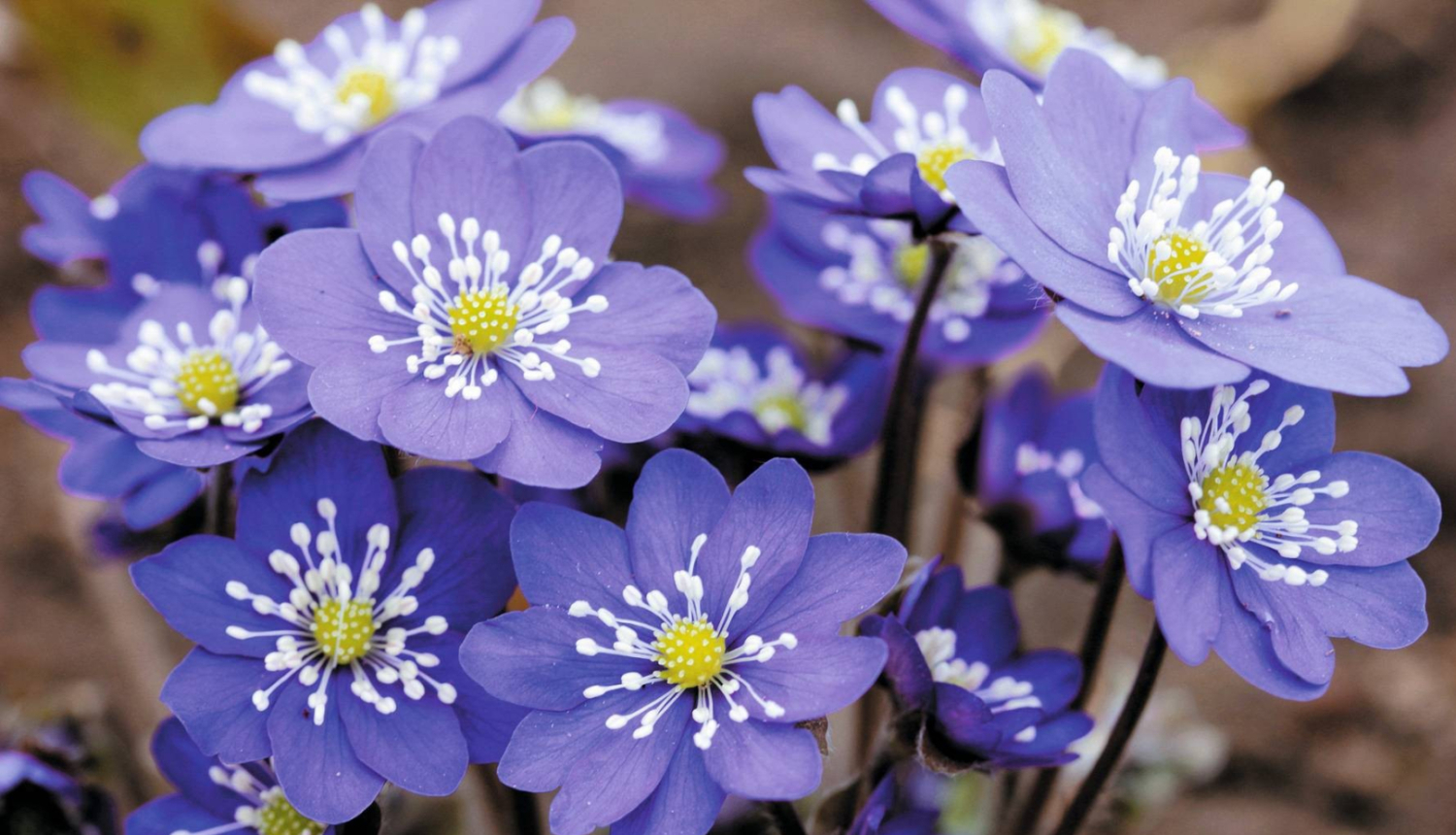 Lielvircava_VA_koncerts