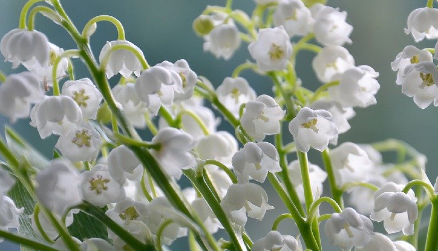 Ozolnieki_tirdziņš