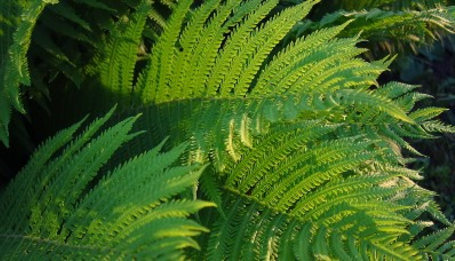 Valgunde_ielīgošana