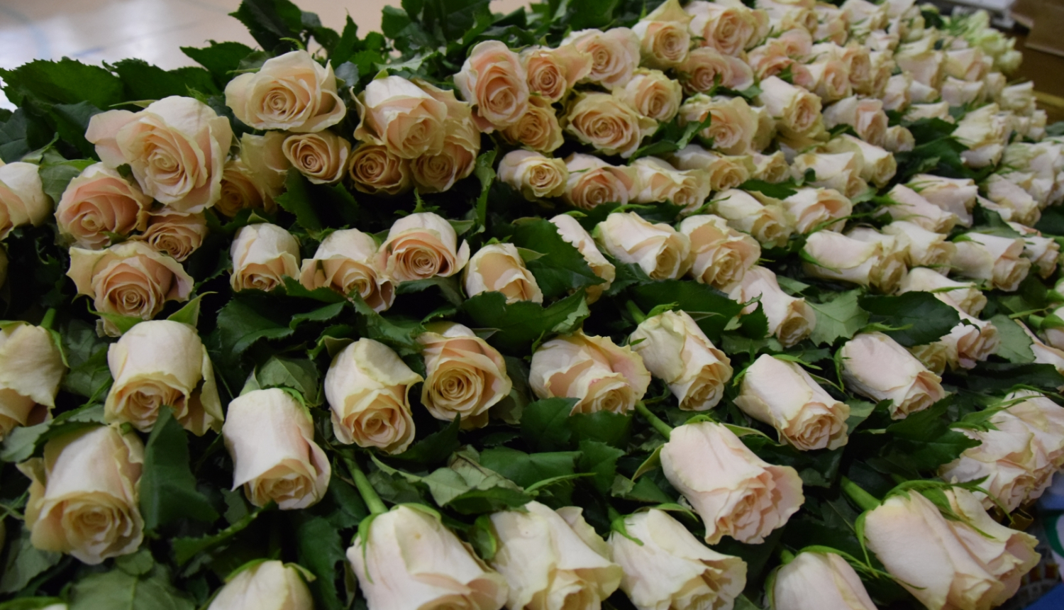 Staļģenes vidusskolas Karoga svētki 2023