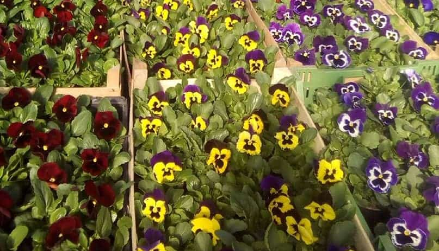 Lielvircava_tirdziņš