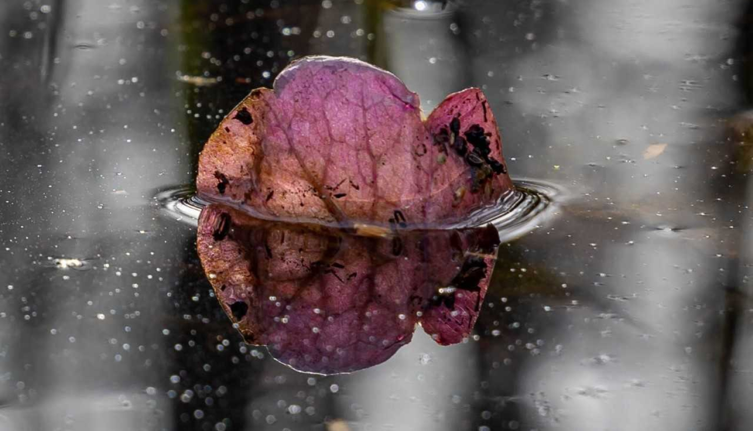 Ozolnieki_fotoizstāde