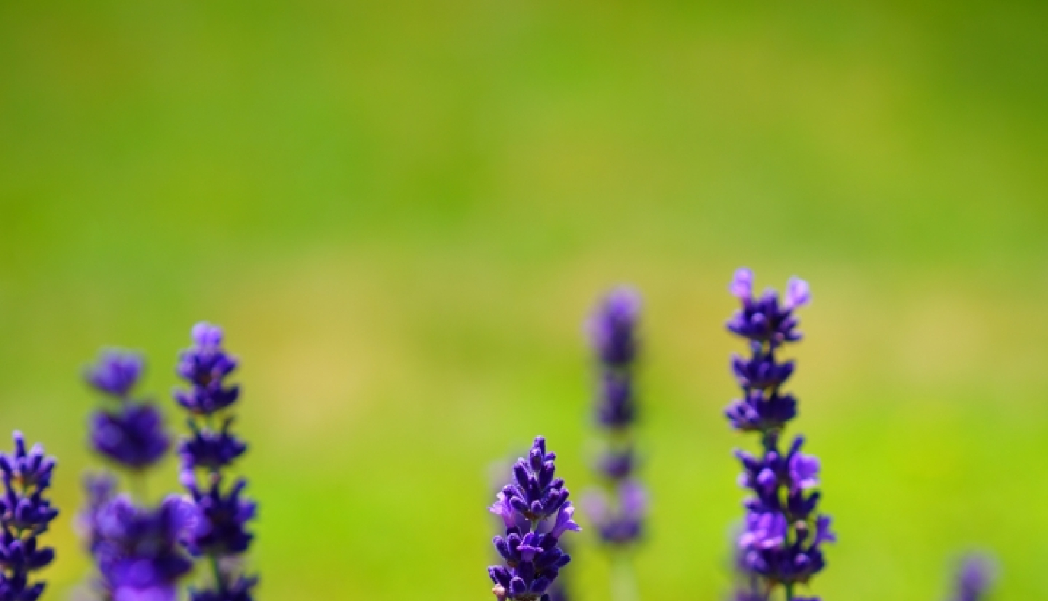 lavandas