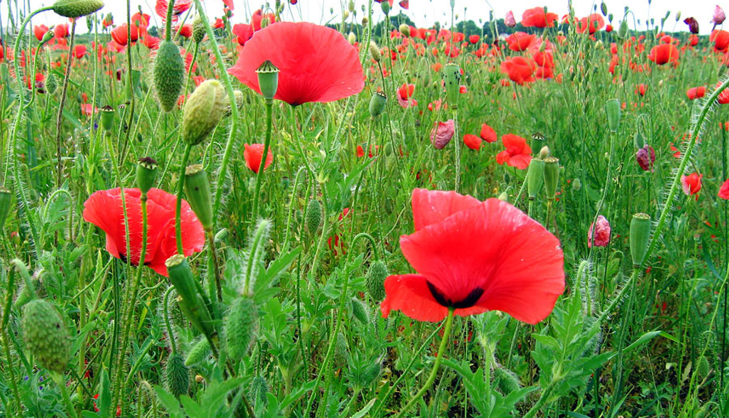 Staļgene_ielīgošana